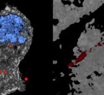 Left: 3D deconvolution of nanoparticles (NPs) in a cell - NPs in red - nuclear structure in blue - cell structure in gray. Right: 3D deconvolution of a carbon nanotube piercing a tissue section