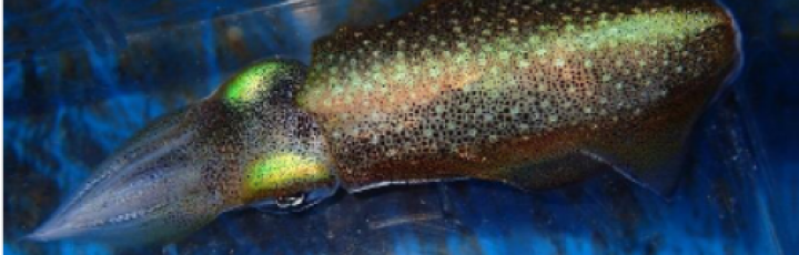 Cefalopodi e Olotomografia di Tomocube: nuova sonda molecolare 