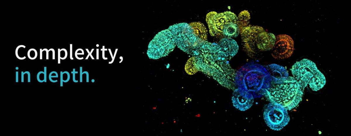 3D fluorescence imaging of organoids revealing complex internal structures at depth.