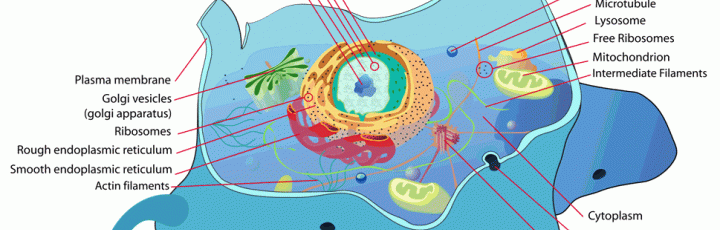 subcellular structure of a biological cell