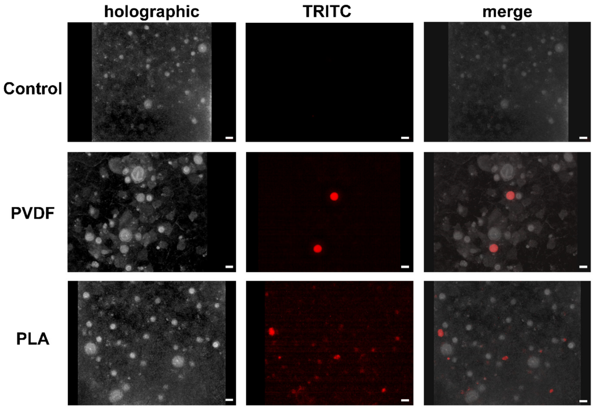 Epifluorescence of PVDF and PLA stained with Nile red in Aurelia sp. ephyrae jellyfish acquired together with holotomogram.