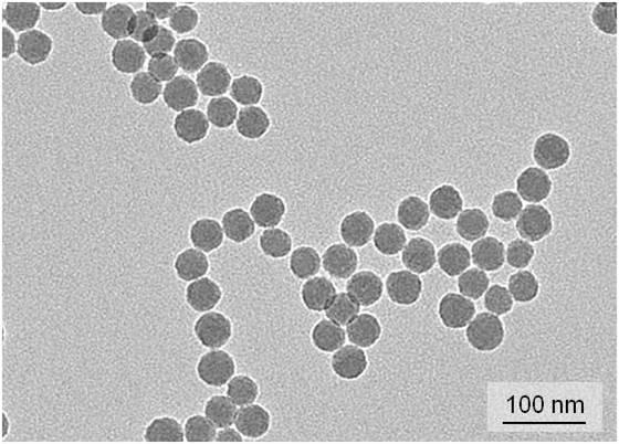 Nanobeads di silice fluorescenti per STED