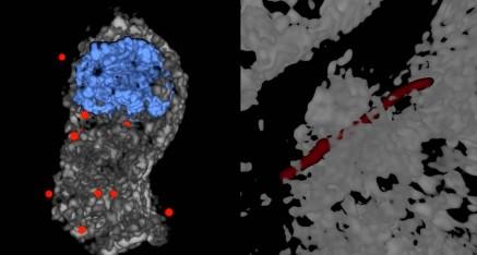 Example of 3D imaging capability. Left: 3D deconvolution of nanoparticles (NPs) in a cell - NPs in red - nuclear structure in blue - cell structure in gray. Right: 3D deconvolution of a carbon nanotube piercing a tissue section