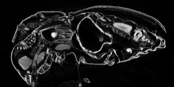 Sezione di coleottero