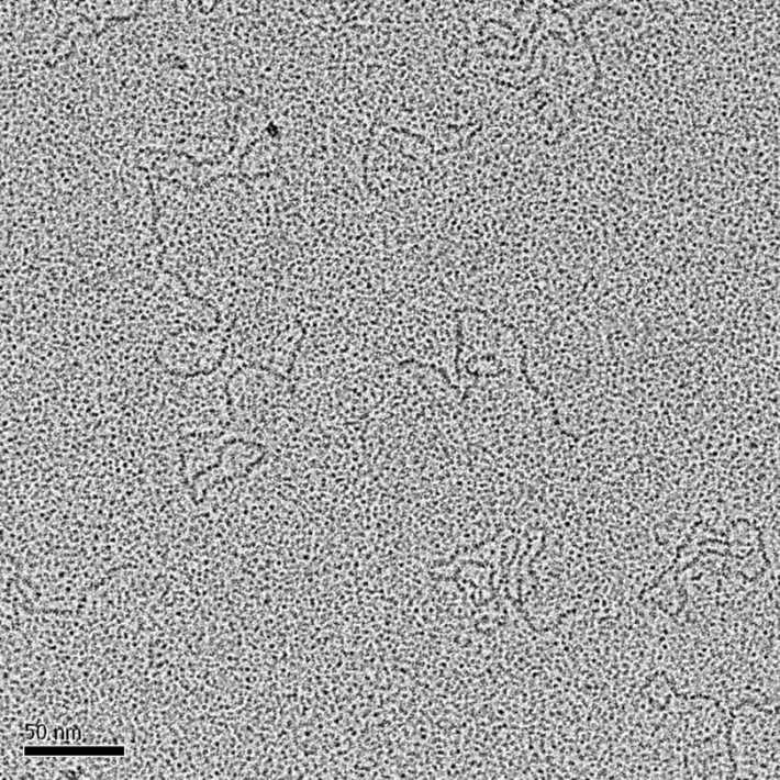 Negative staining with uranyl acetate and rotary shadowing with platinium of plasmid DNA.