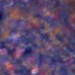 Figure 1: Ex-Vivo Stained Heart Tissue Control