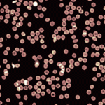 Immagine di flusso di globuli rossi presa con obiettivo 20x utilizzando la Telecamera Olografica Digitale