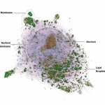 Dettagli di epatocita