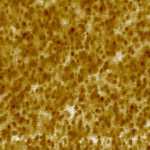 Organic Solar Cell Layer, Resiscope mode, 5um Organic Solar Cell Layer, Resiscope mode, 5um