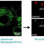 Cells doped with green STED nanobeads