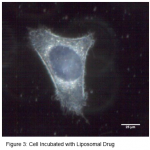 Figura 3: cellula incubata con liposoma