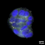 cellula con nucleo colorato con DAPI