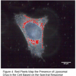 Figura 4: i pixel rossi mappano la presenza del liposoma nella cellula, in base alla risposta spettrale