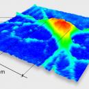 3D image of a mouse neuron taken by digital holographic microscopy. Image Credit: Lyncée Tec