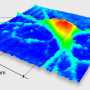 Immagine 3D di un neurone di topo ottenuta grazie alla microscopia olografica digitale. Crediti: Lyncée Tec