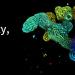 3D fluorescence imaging of organoids revealing complex internal structures at depth.